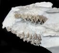 Disarticulated Oreodont (Merycoidodon) Skull - Reduced Price #78129-3